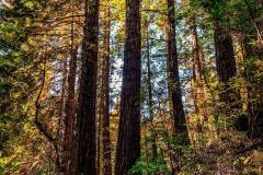 Muir-Woods-National-Monument-12