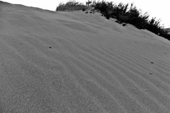 porto-pino-2015-4