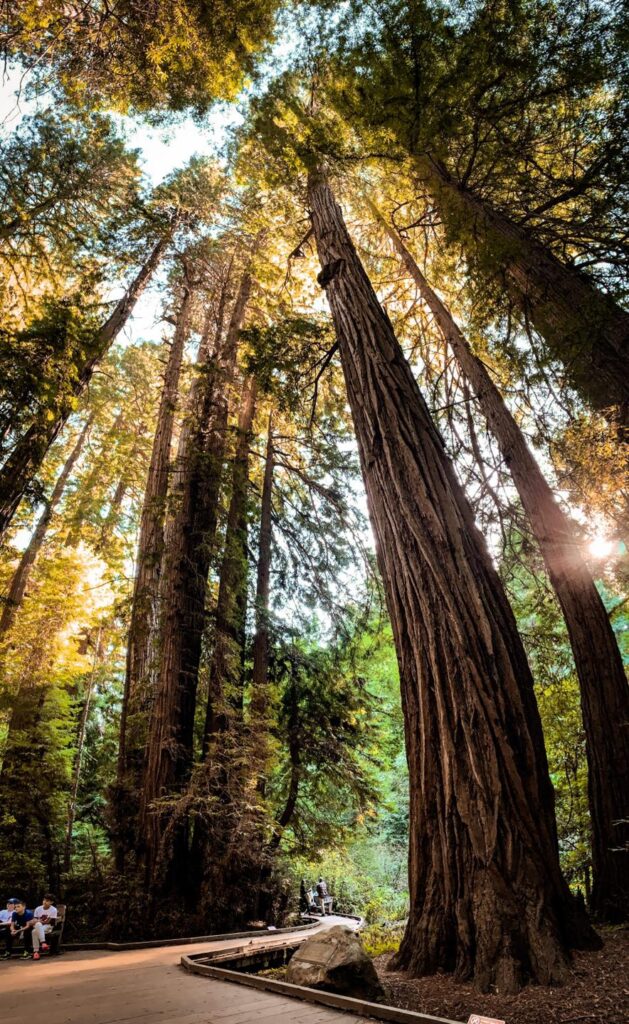 Muir Woods National Monument