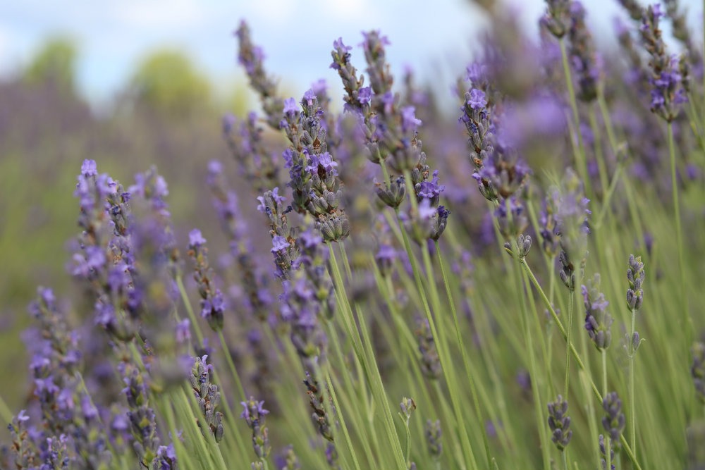 La Lavanda Francese