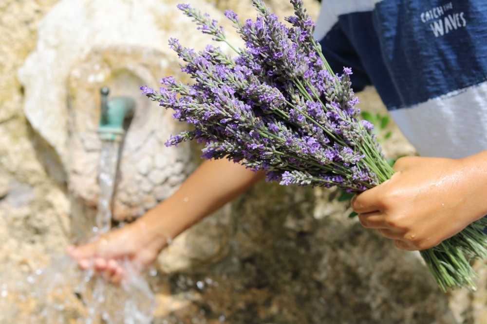 Un mazzolino di lavanda